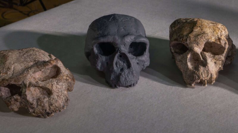 Crânio de um milhão de anos pode mudar história da evolução humana