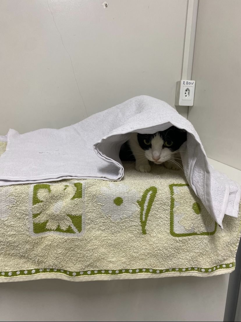 Outubro Rosa Pet: Campanha de castração reforça prevenção e cuidado especial com as gatinhas em Manaus