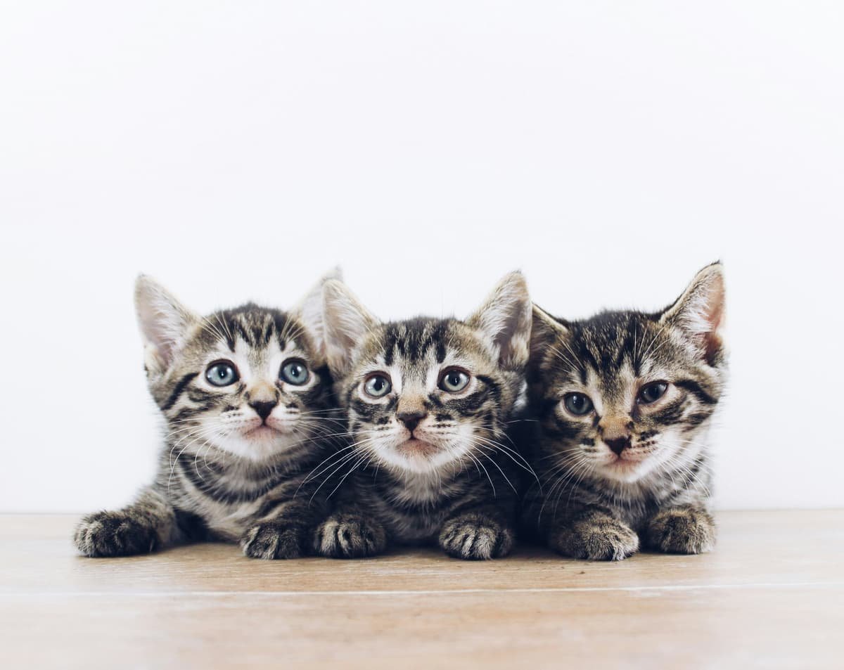 Descoberta japonesa pode revolucionar a vida dos gatos e aumentar sua longevidade