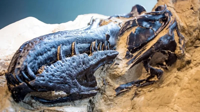 Mini T-rex? Cientistas desvendam mistério por trás de fóssil de 2006