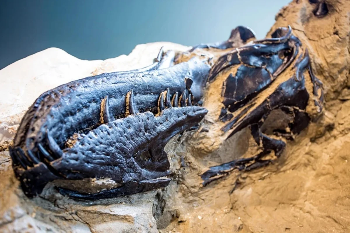 Mini T-rex? Cientistas desvendam mistério por trás de fóssil de 2006