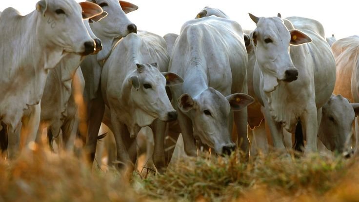 Casos de raiva animal são confirmados após morte de bezerros no interior do AM